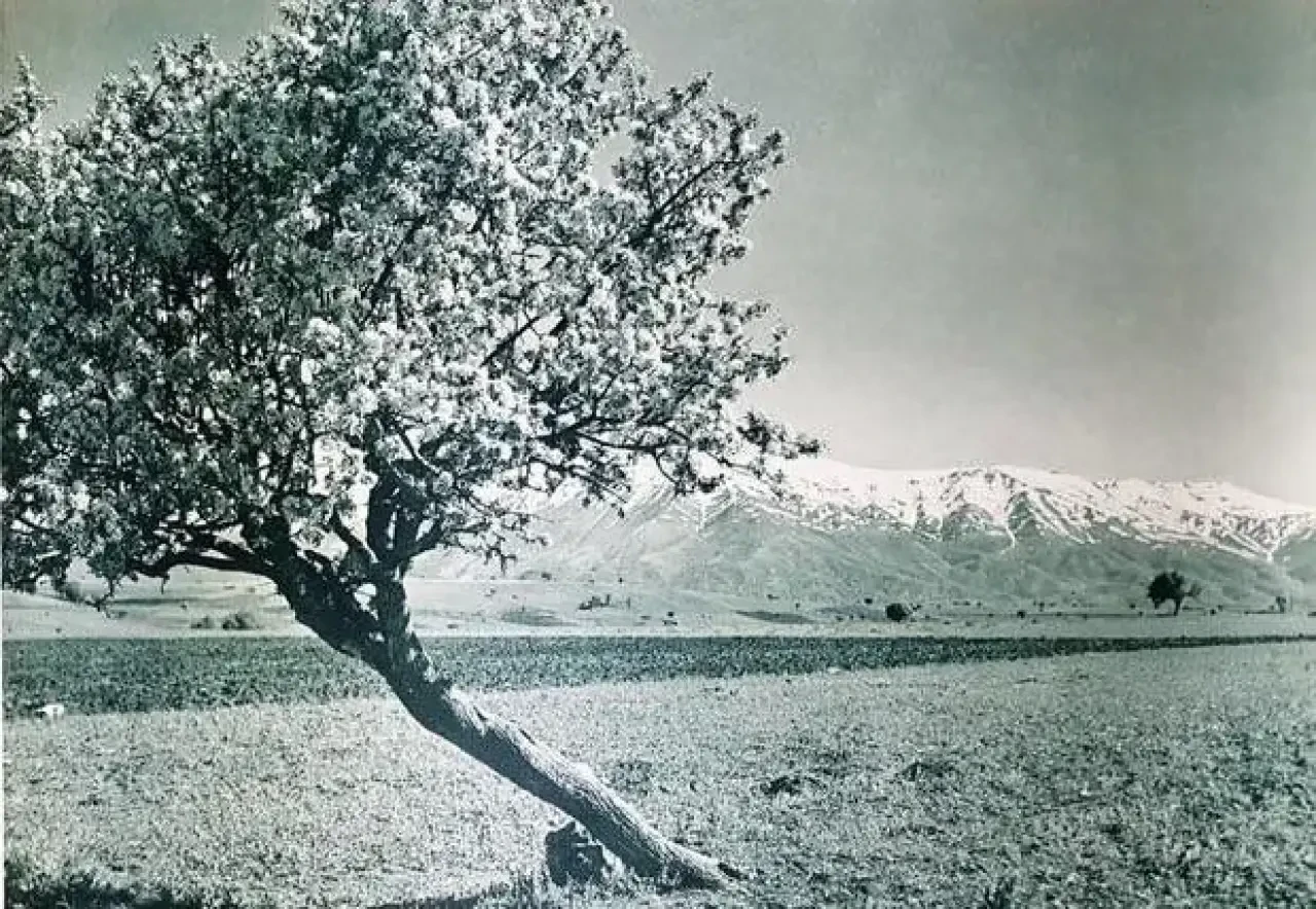 Atatürk'ün Türkiye'yi Dünyaya Tanıtmak İçin Özel Olarak Poz Verdiği Fotoğraflar Ortaya Çıktı! 8