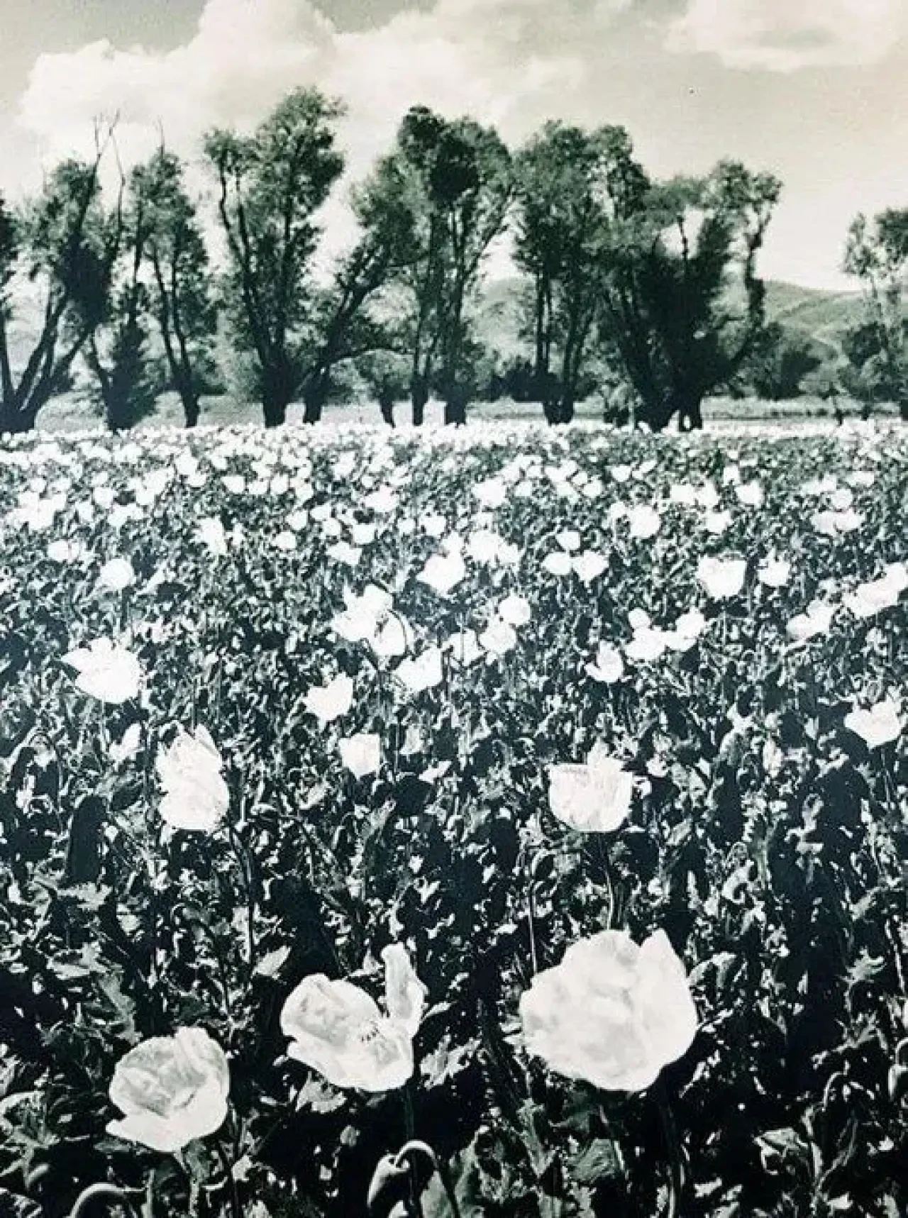 Atatürk'ün Türkiye'yi Dünyaya Tanıtmak İçin Özel Olarak Poz Verdiği Fotoğraflar Ortaya Çıktı! 4