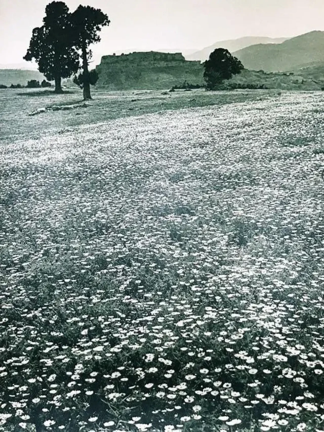 Atatürk'ün Türkiye'yi Dünyaya Tanıtmak İçin Özel Olarak Poz Verdiği Fotoğraflar Ortaya Çıktı! 3