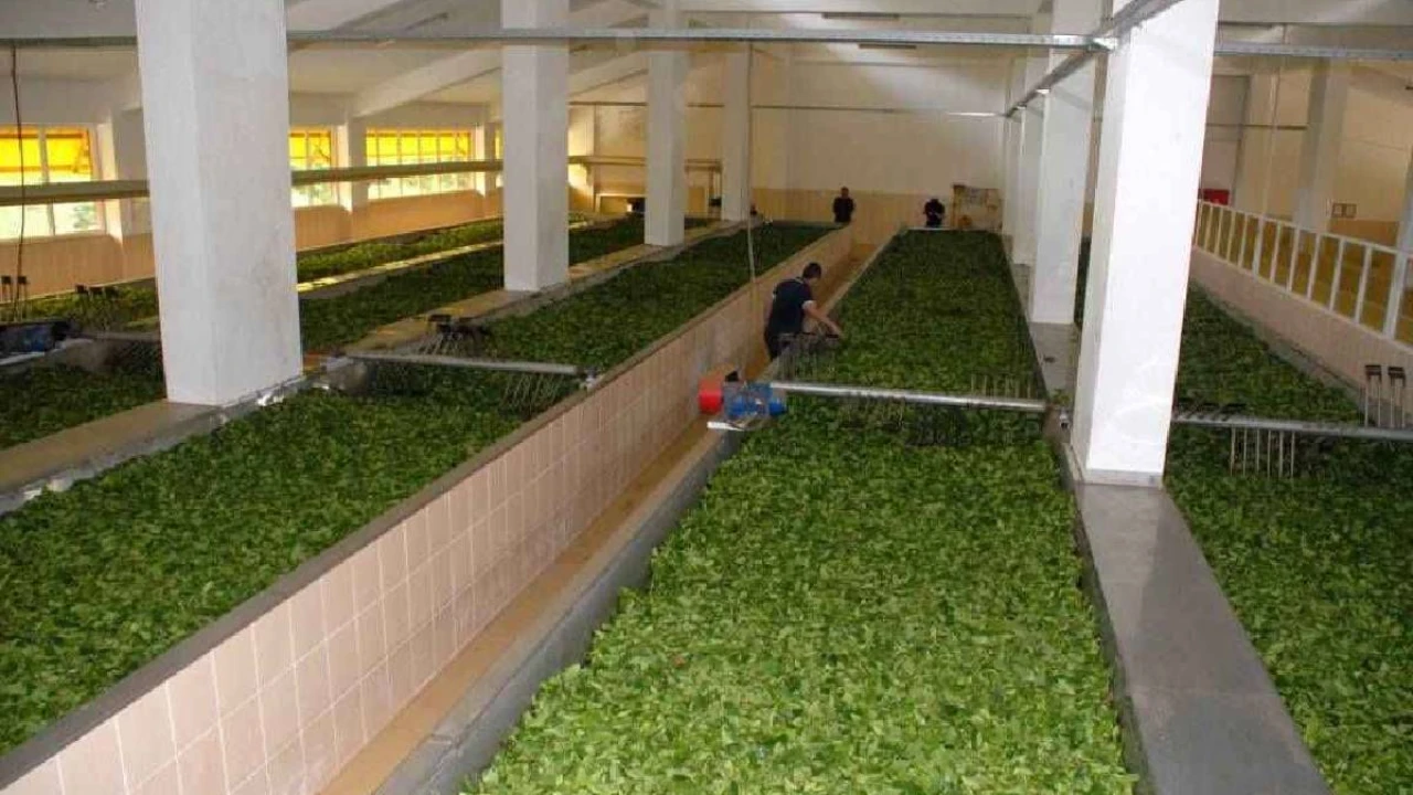 Türkiye'nin köklü çay firması iflasın eşiğinde! Süreçte son gelişmeler...