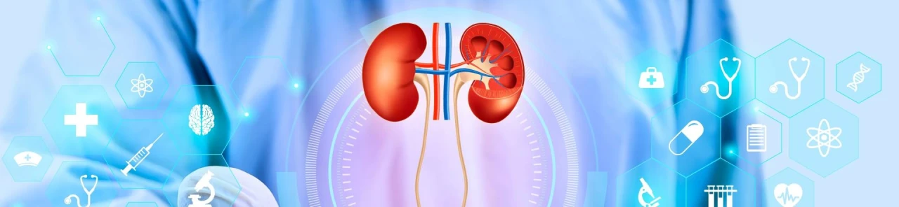 Boşaltım Sistemi Nedir? Boşaltım Sistemi Görevleri Nelerdir?