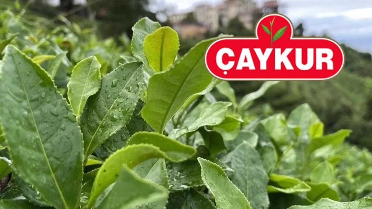 Çaykur müjdeyi duyurdu! 1500 işçi alacak: Başvuru tarihi açıklandı: İşte şartlar...