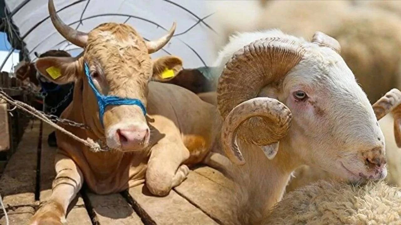 2025 Yılı Kurbanlık Fiyatları Açıklandı: İşte Büyükbaş ve Küçükbaş Kurbanların Fiyatları!
