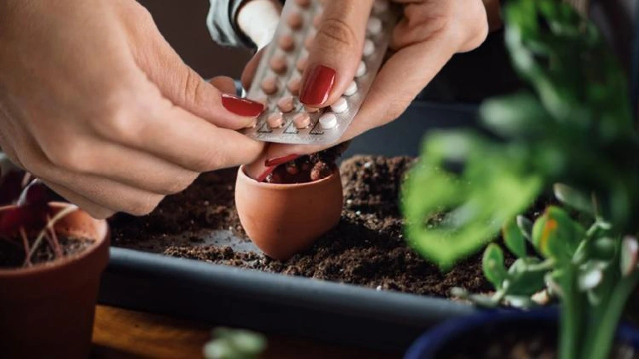 Bitki Bakımında Doğum Kontrol Hapı Kullanımı ve Diğer İpuçları!