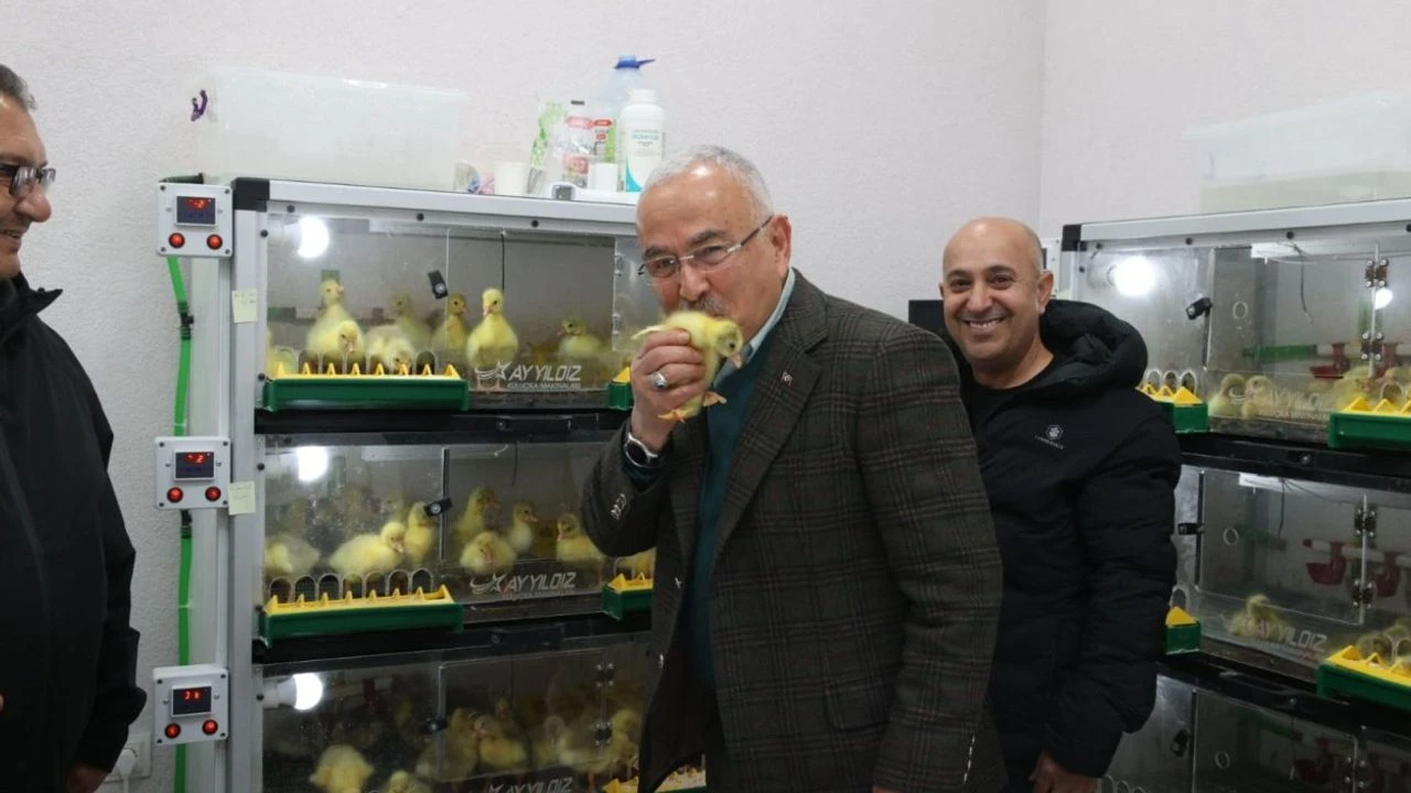 Ordu’da kaz yetiştiriciliği artıyor