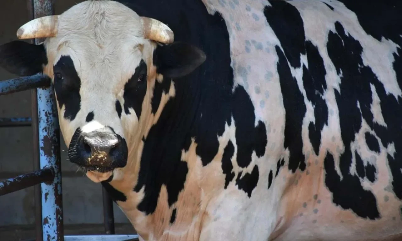 Antalya'da Kurban Bayramı'nda 2025 Yılı Kurbanlık Fiyatları Belli Oldu!