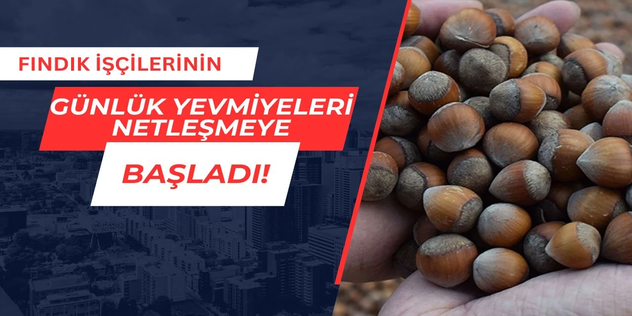 Fındık işçilerin günlük yevmiyeleri netleşmeye başladı 2025