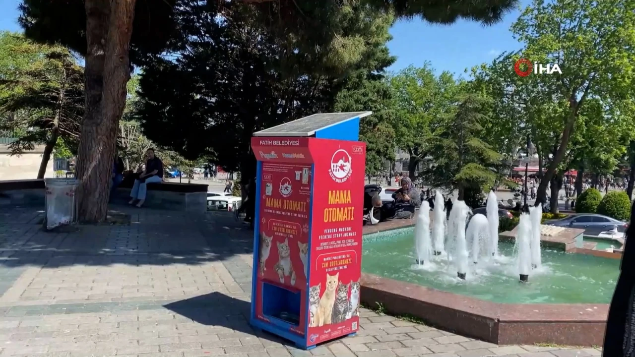 Mama yemek isteyen martılardan kedi taklidi