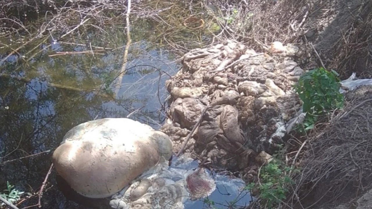 Kurban Bayramı'nda Artan Çevre Kirliliği Endişe Yaratıyor