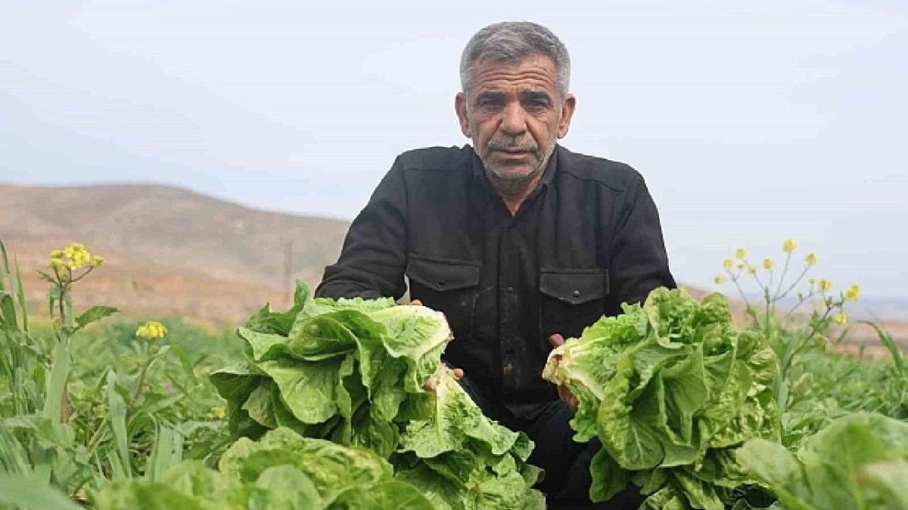 Tarım Ürünlerinde Fiyat Farkı: Üretimde Fırsat, Marketlerde Zamlar Artıyor