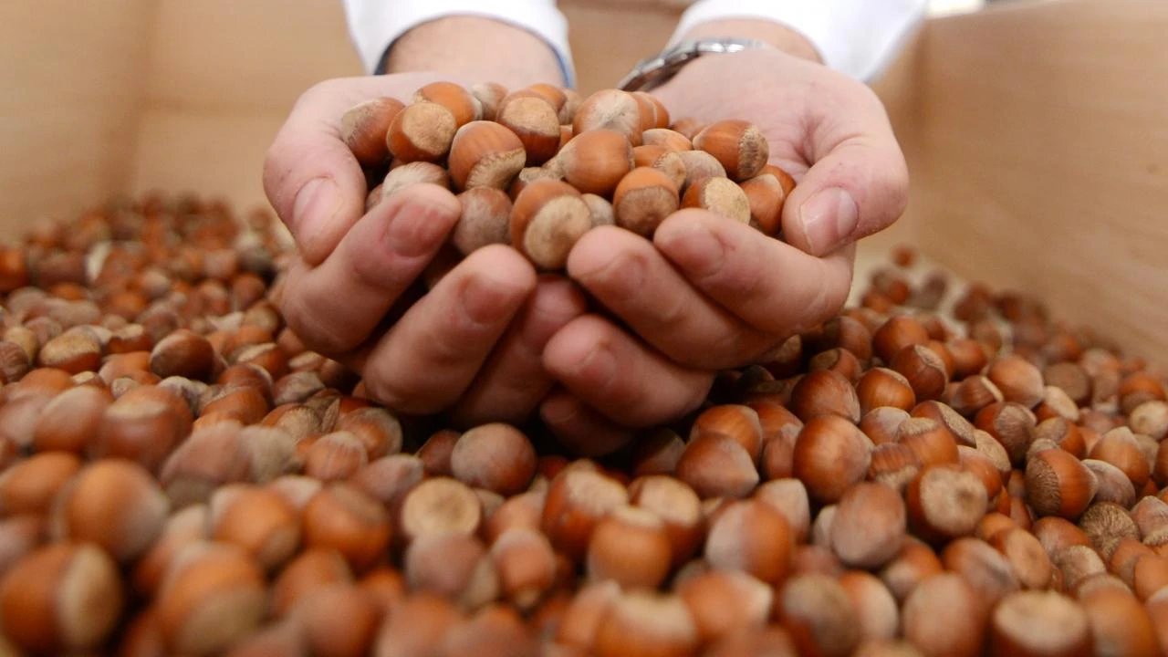 Karadeniz Fındık İhracatı 2025'te Geriledi: 1.3 Milyar Dolar Gelir Elde Edildi