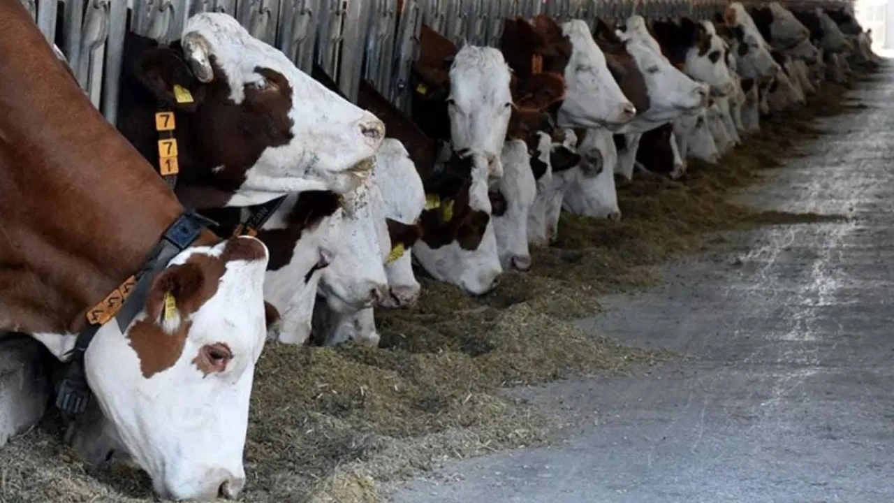Şap Hastalığı Konya ve Adana'da Yeniden Görülüyor: Yetiştiriciler Endişeli!