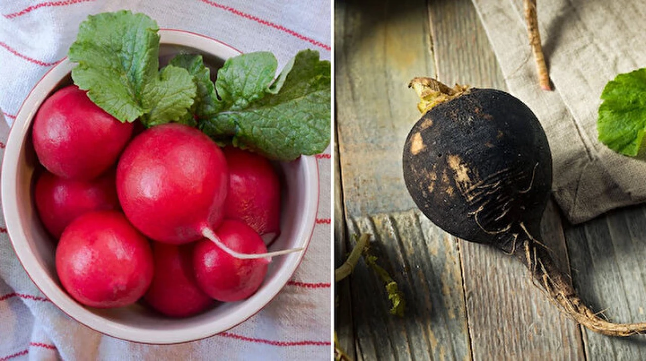Turp Çeşitlerinin Sıra Dışı Dünyası: Kırmızı, Bebek, Karpuz ve Siyah Turp Arasındaki Farklar!