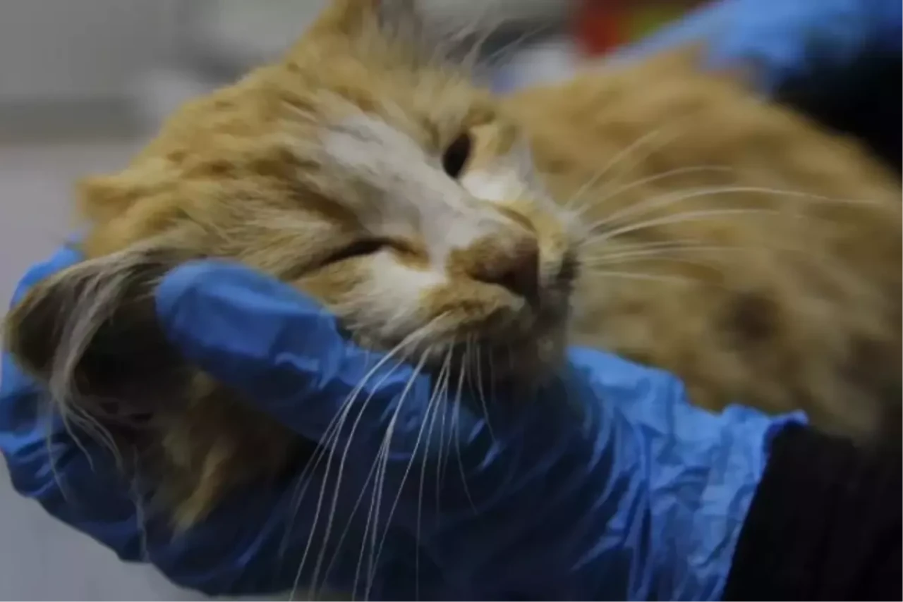 Kedilerde AIDS Görüldü: Türkiye'de İlk Kez Tanı Konulan Kedi Hangi İlde?