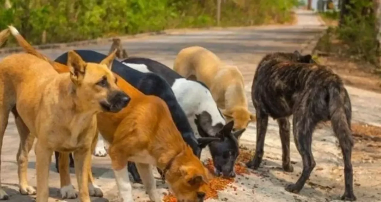 Sokak köpeklerini beslemek yasak mı, cezası ne kadar? İstanbul'da sokak köpeklerine mama vermek yasaklandı...