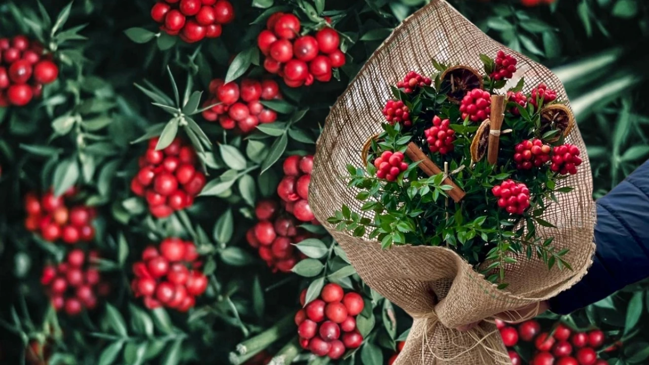 Yılbaşı Çiçeğinin Sırları: Kokina'nın Anlamı ve Efsanesi!