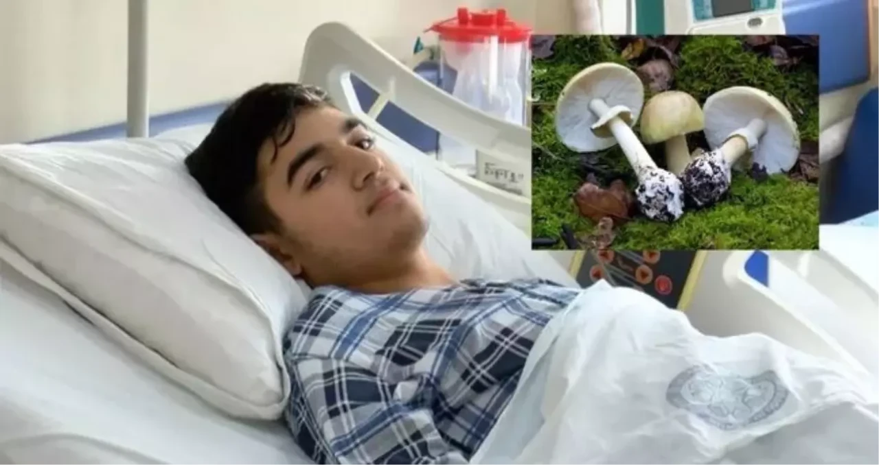 Köygöçüren Mantarı Hakkında Merak Edilenler! Yenir mi, Zehirli mi? Nerede Bulunur?