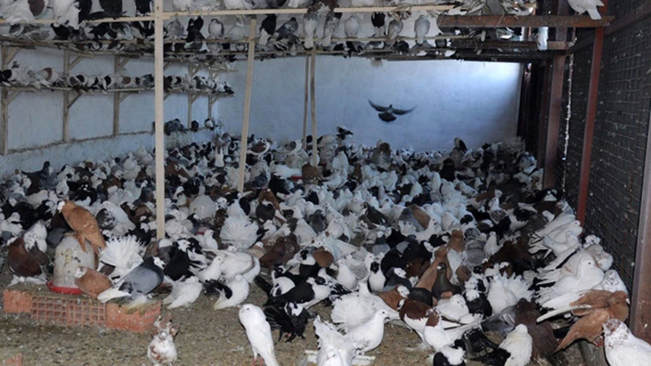 Yozgat'ta Güvercin Sahiplerine İlginç Haciz Kararı Alındı