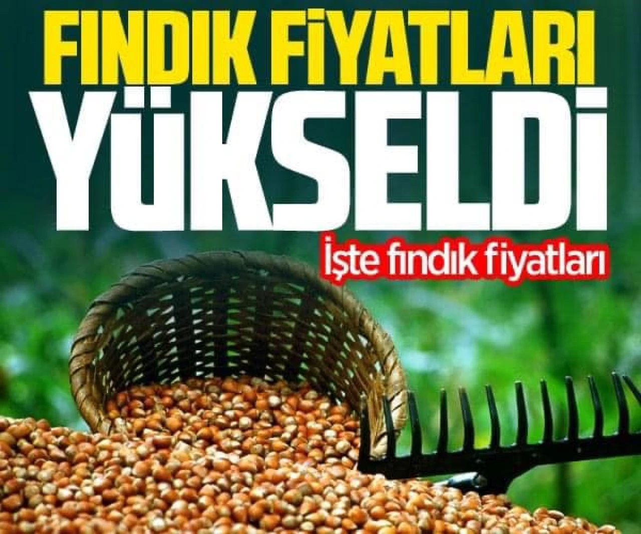Karadeniz'de Fındık Fiyatları Değişiyor: İşte Güncel 2024/2025 Alım Fiyatları ve Analizi