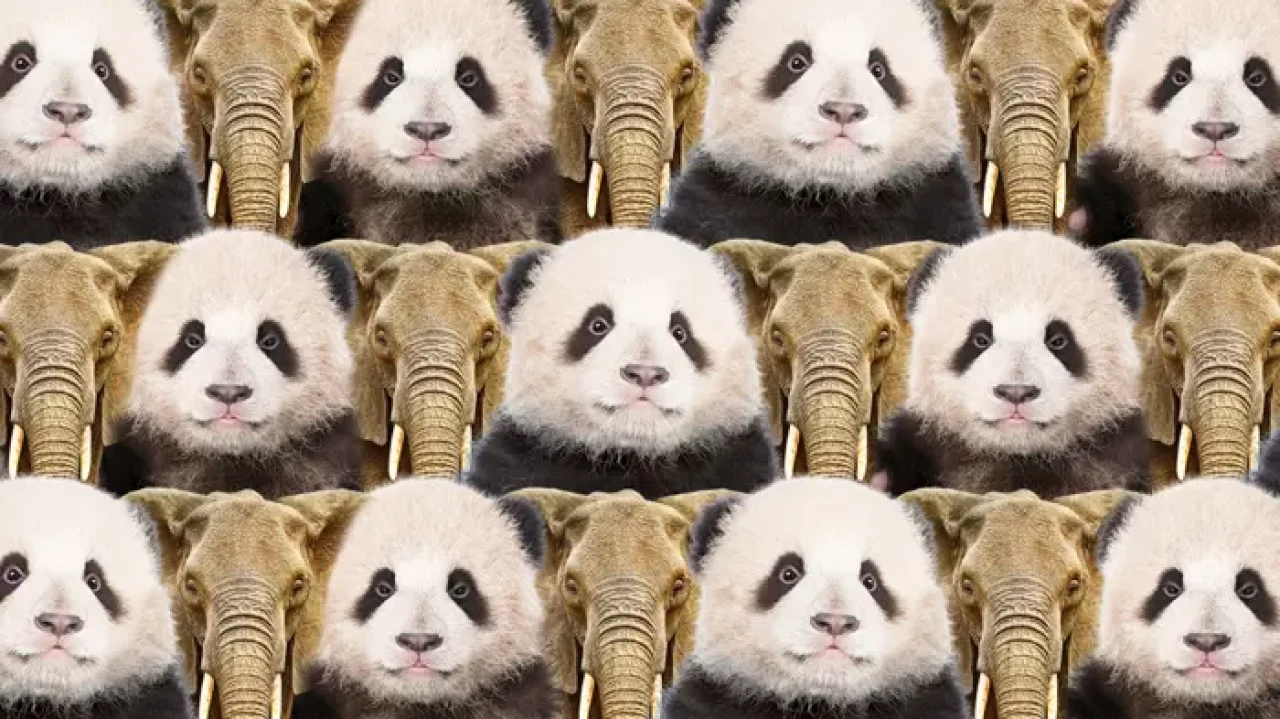 Zeka Testi: Panda ve Fillerin Arasındaki Kedi Nerede? Katılımcılardan Sadece 17 Kişi Başarılı Oldu!