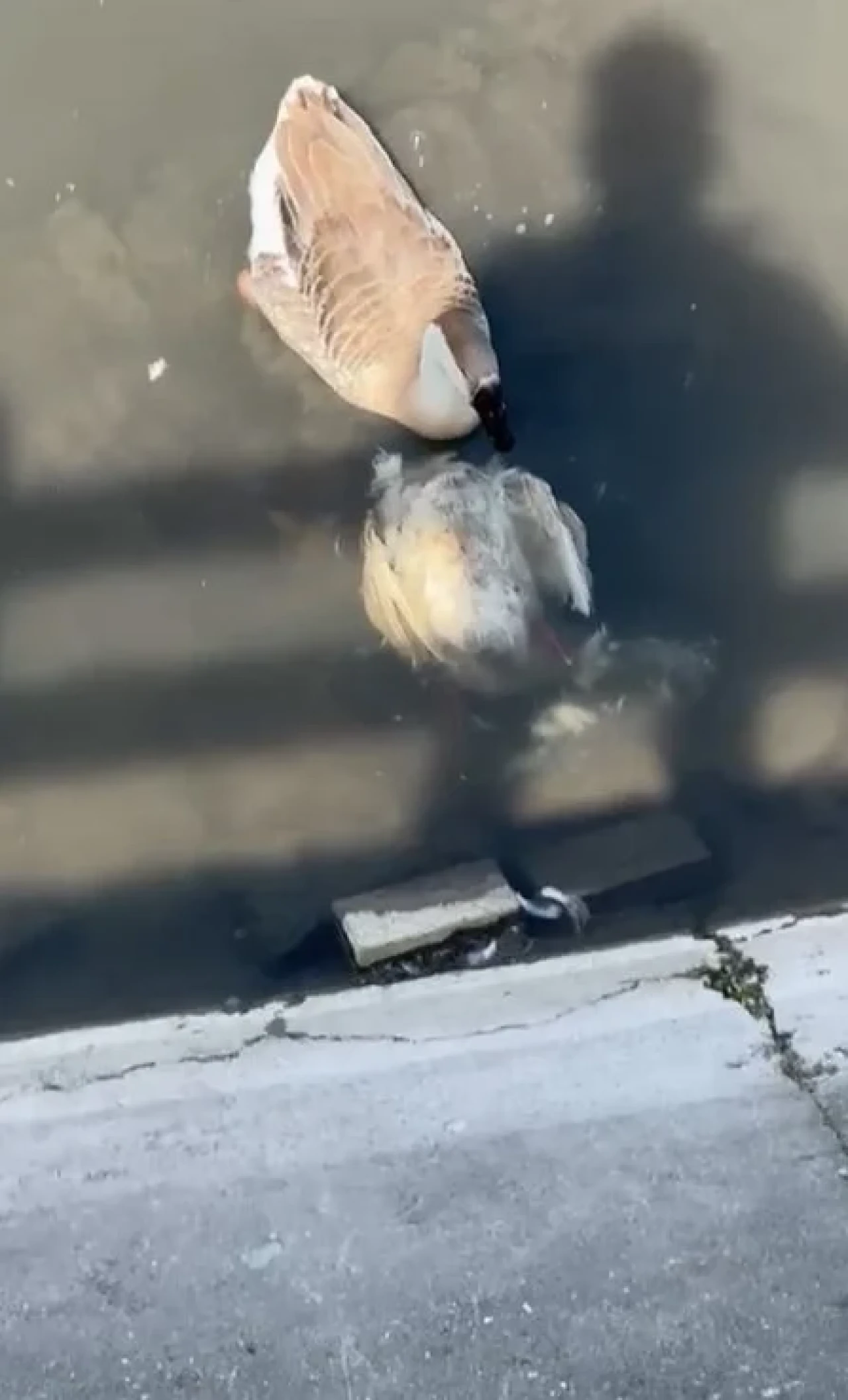 Yeşilırmak'ta korkutan görüntü! Ördek ve kaz ölümleri başladı