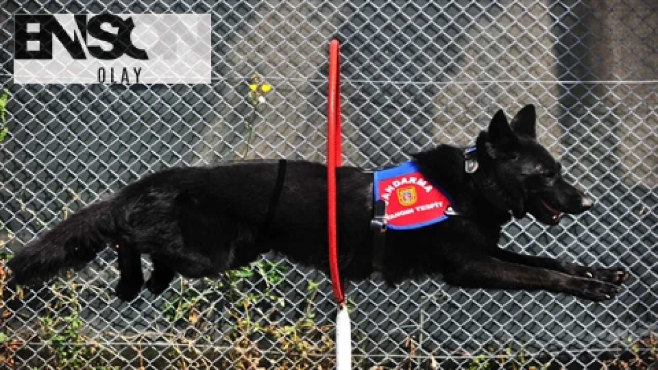 "Bursa'daki Jandarma Köpeği Bronz, Yangın Çıkış Noktalarını Tespit Ederek Ekiplere Yardımcı Oluyor"