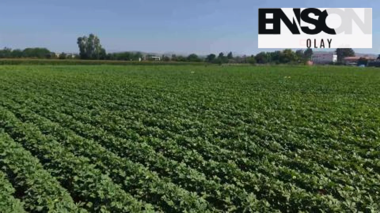Osmaniye'de Bamya Hasadı Töreni Düzenlendi: Türkiye'nin En İyi Bamyası Üreticiler Tarafından Toprağa İndirildi
