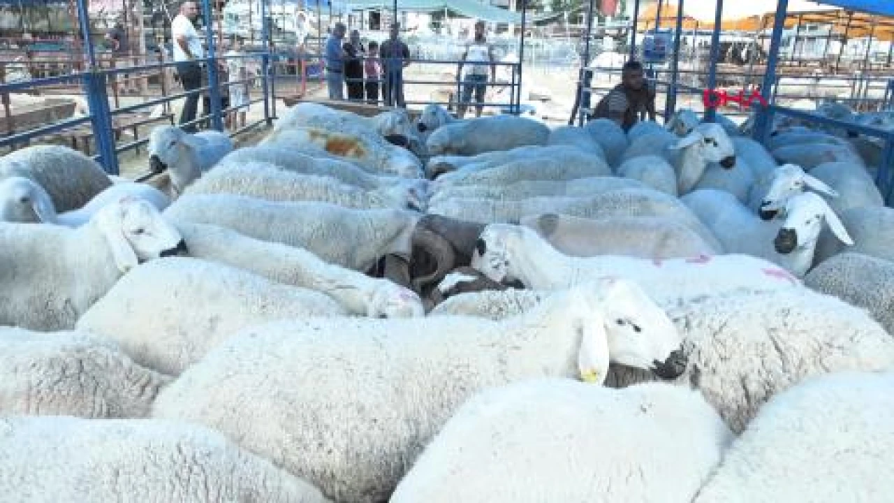 Veteriner Hekimler Odası Başkanı uyardı: Kurban etini hemen tüketmeyin
