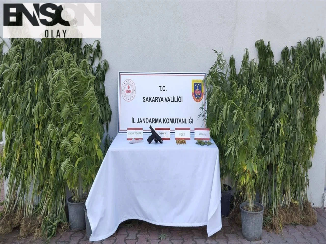 Geyve'de Kenevir ve Silah Operasyonu: Çok Sayıda Bitki ve Mühimmat Ele Geçirildi, Bir Kişi Tutuklandı.