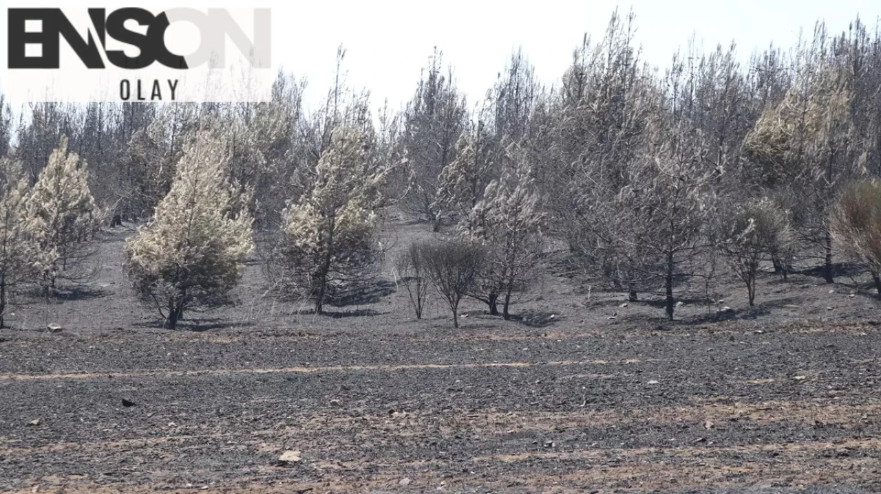 Kızılcaterzi Mahallesi'nde Orman Yangını: Ekipler 22 Hektarlık Alanı Kontrol Altına Aldı