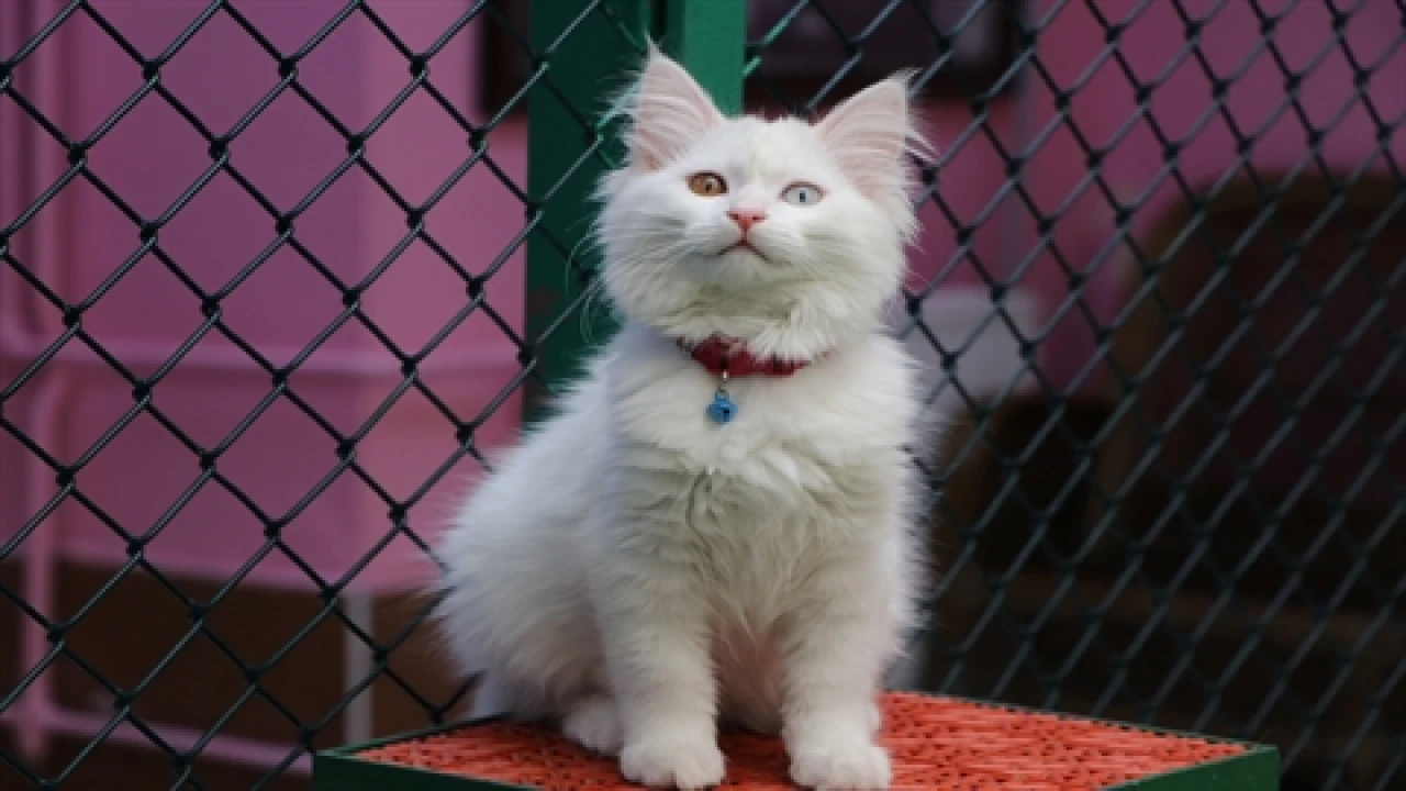 Van Kedi Villası'nda 55 Sağlıklı Kedi Yavrusu Dünyaya Geldi, Doğumlar Devam Edecek