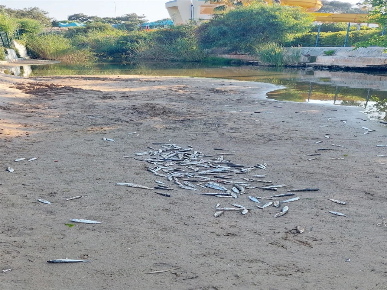 Manavgat Side'de Denize Dökülen Su Kanalında Ölü Balık Faciası! Tarım ve Orman Müdürlüğü İnceleme Başlattı.