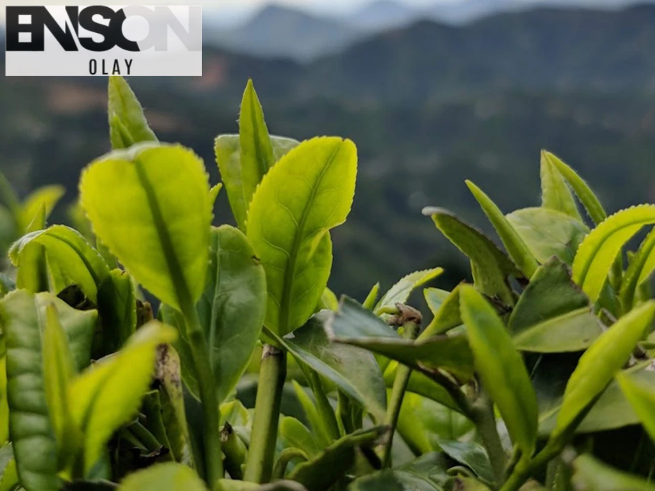 Rize Valisi: Üreticilere İkinci Sürgün Çayı Ucuza Satmamaları Tavsiyesinde Bulundu
