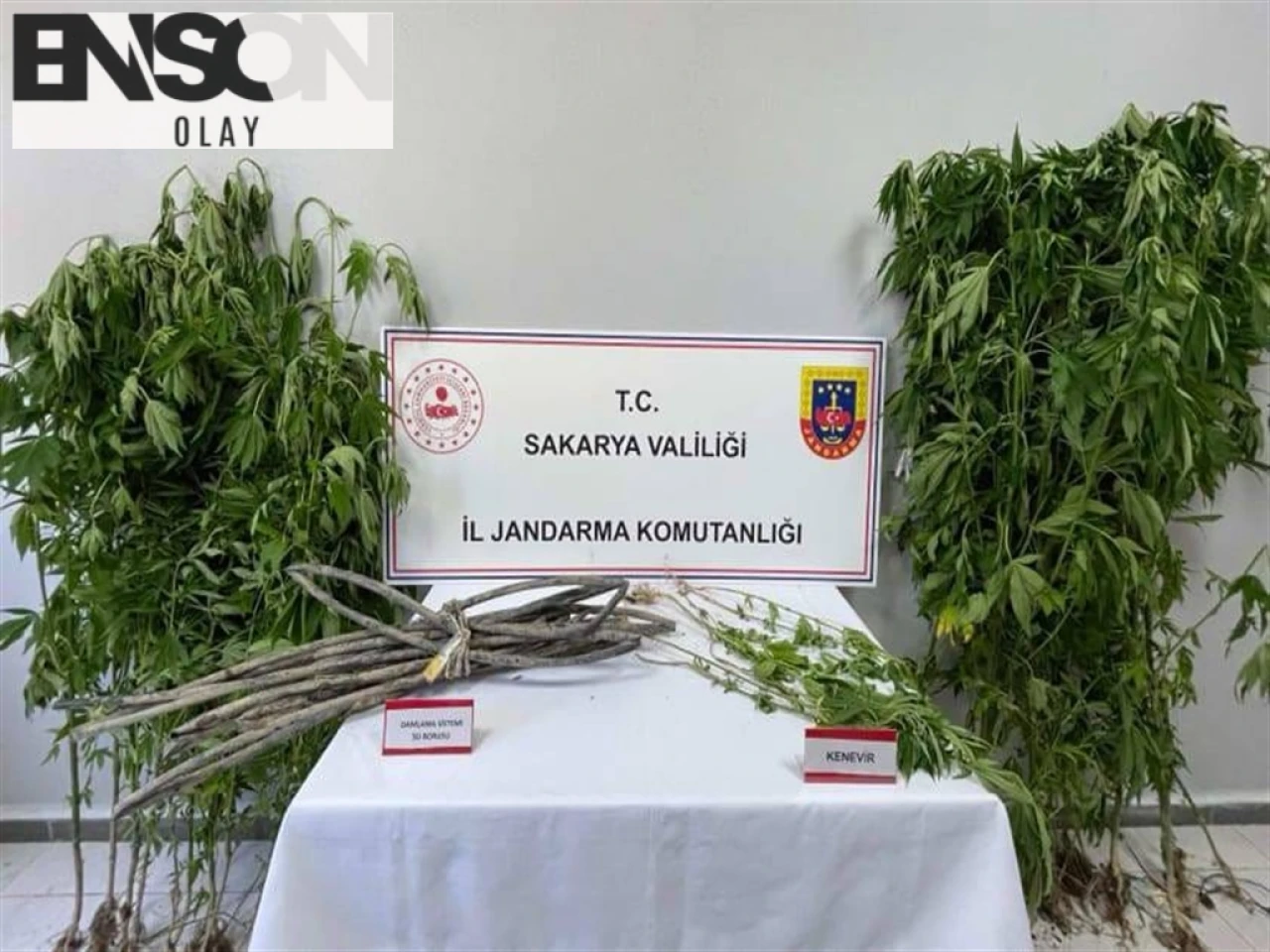 Karapürçek'te 40 Kök Kenevir Ele Geçirildi, 1 Tutuklama!
