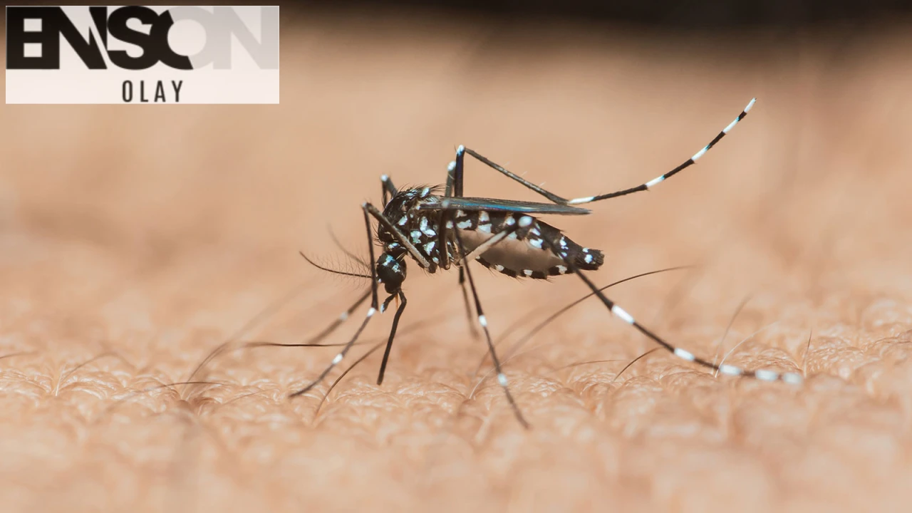 DSÖ: Chikungunya Virüsü Küresel Tehdit Olabilir! Türkiye'de Henüz Vaka Yok, Ama Sivrisineklere Karşı Önlem Zamanı!