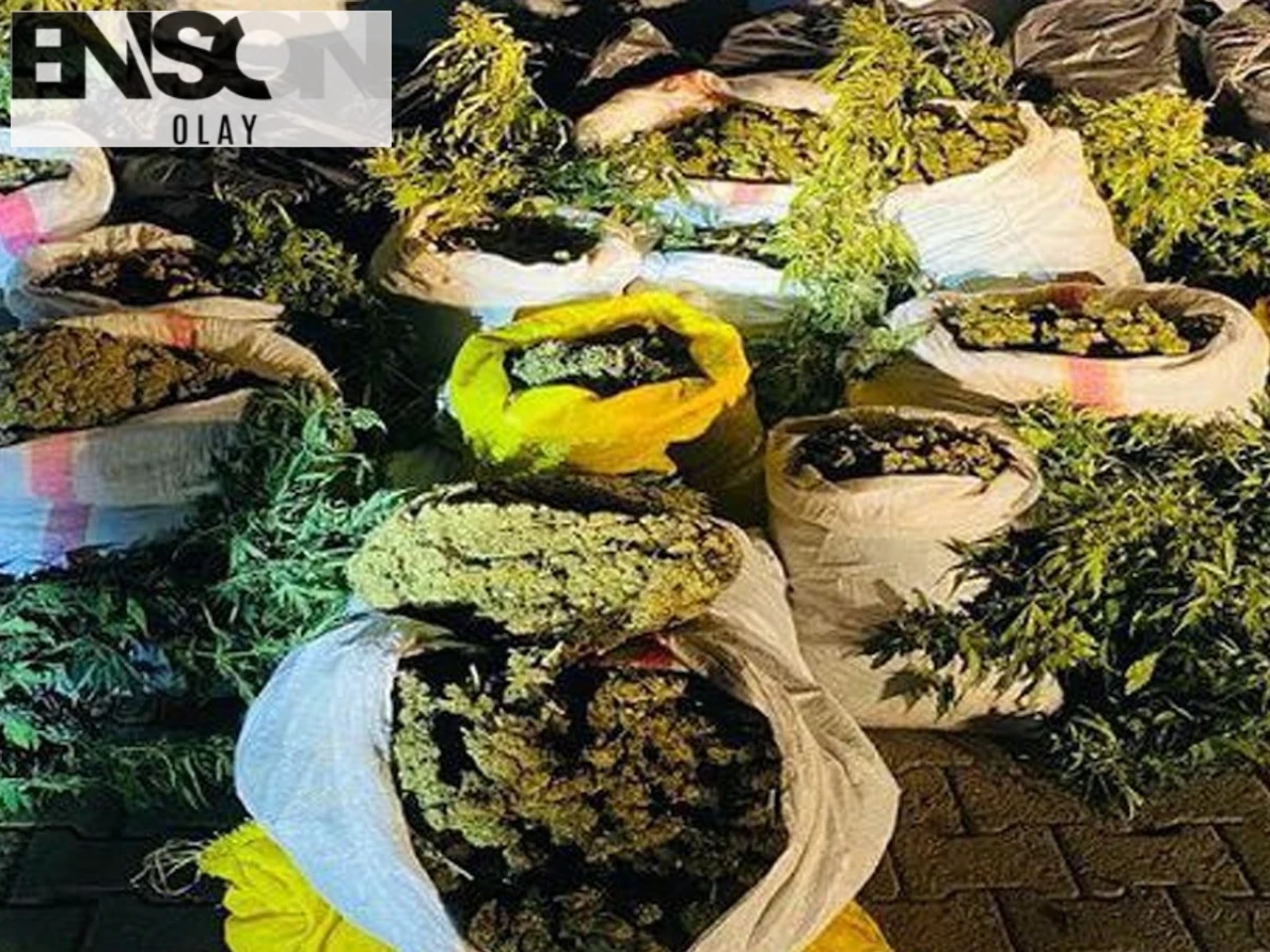 Kahramanmaraş'ta Kenevir Bitkisi ve Esrarla Yakalanan 4 Zanlı Tutuklandı