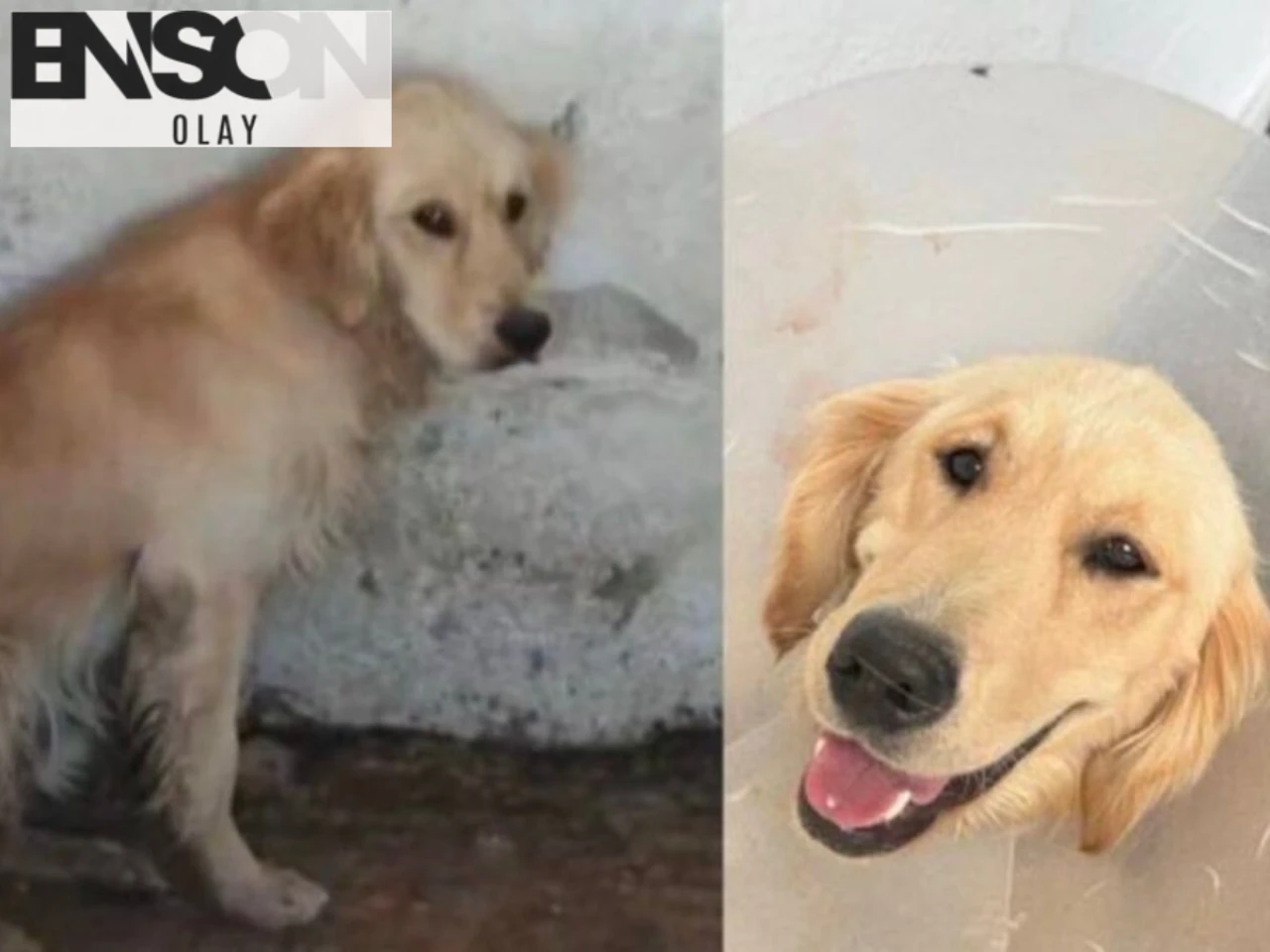 İzmir'de Sahilde Denize Girdiği İçin Barınağa Alınan Ares Adlı Köpek, Parvovirüs Nedeniyle Hayatını Kaybetti