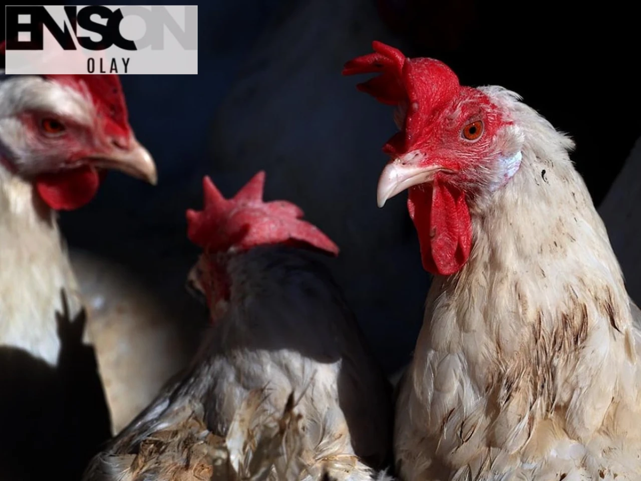 Rusya'da Yumurta Fiyatlarındaki Düşüş Çiftlikleri Zorluyor: Binlerce Tavuk Açlığa Terk Edildi