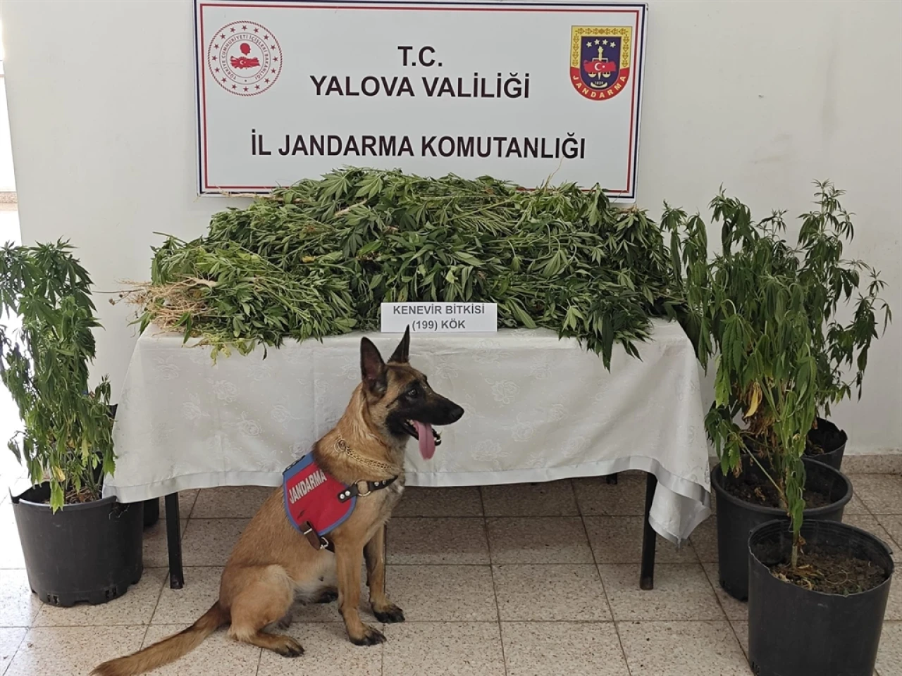 Yalova'da Ormanda 199 Kök Kenevir Yetiştiren Şüpheli Tutuklandı