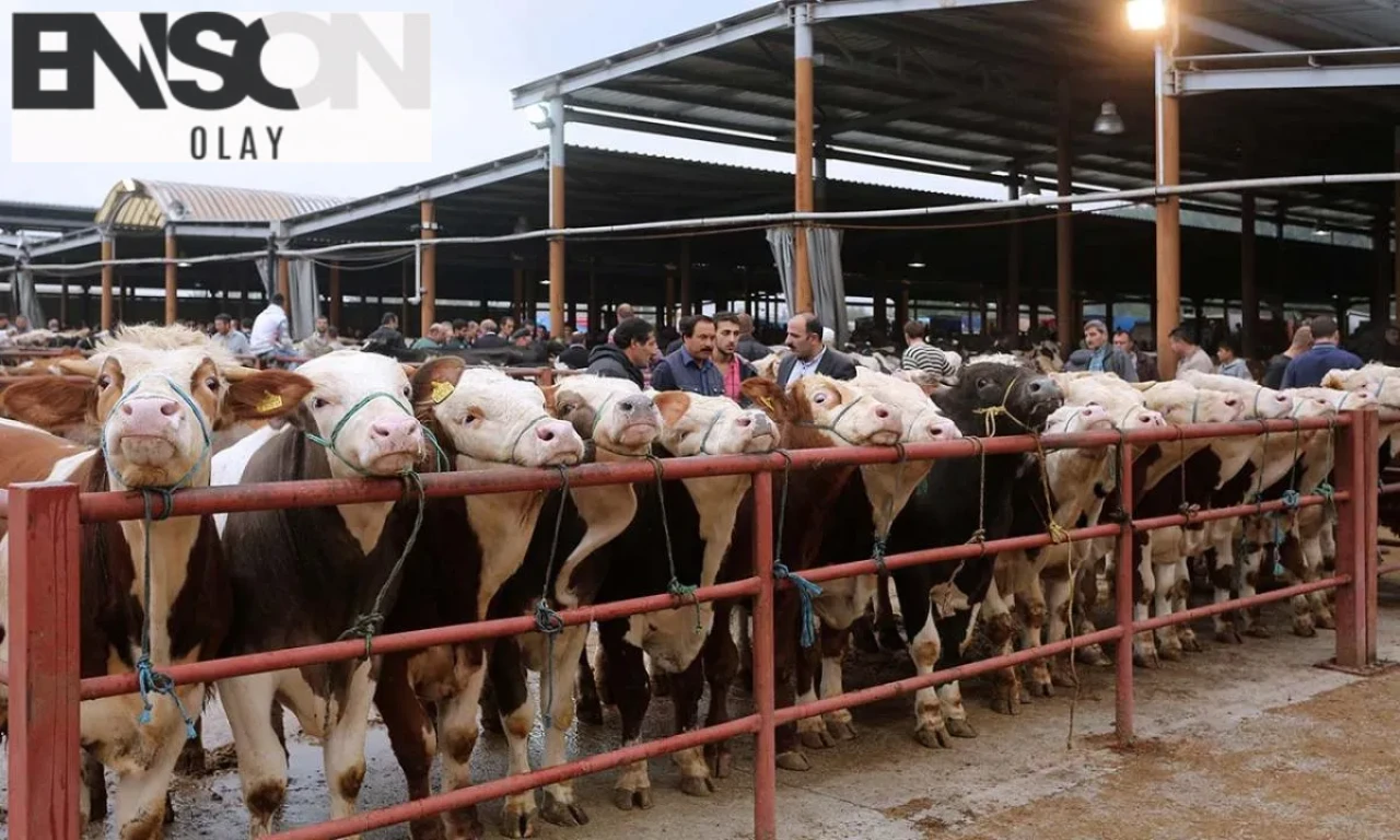 Tarım Bakanlığı, SAT-2 Tipi Şap Virüsü Nedeniyle Ülke Genelinde Hayvan Pazarlarını Kapattı!