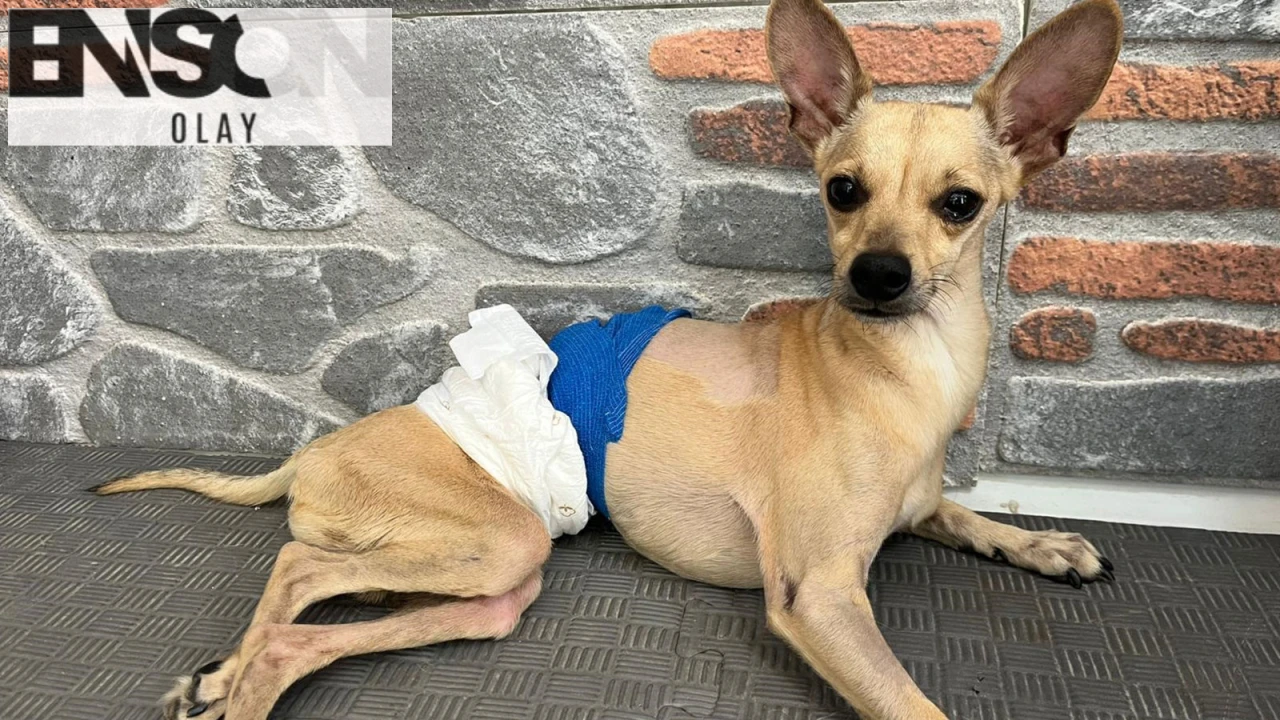Adana'da sahiplenilen engelli köpek için çift ayrıldı, ancak tedaviden vazgeçmeyeceklerini belirtti.