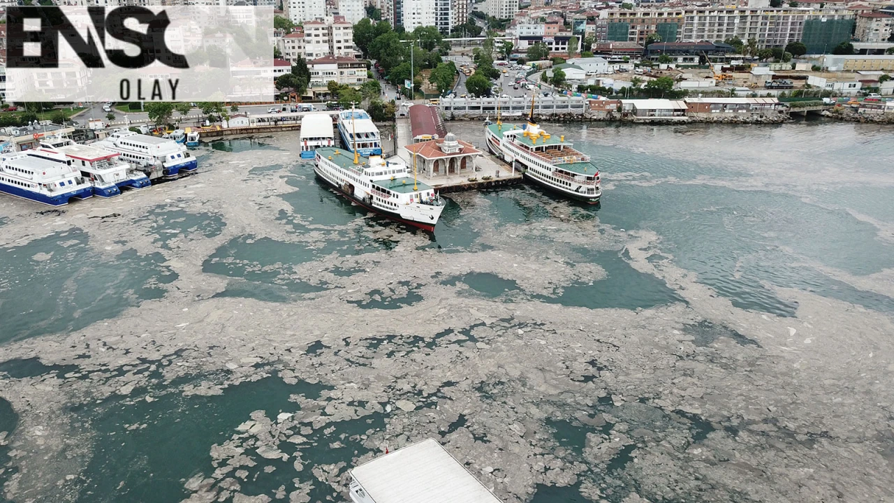 Marmara Denizi'nde Artan Kirlilik Canlıları Tehdit Ediyor, Uzmanlar Alarm Veriyor