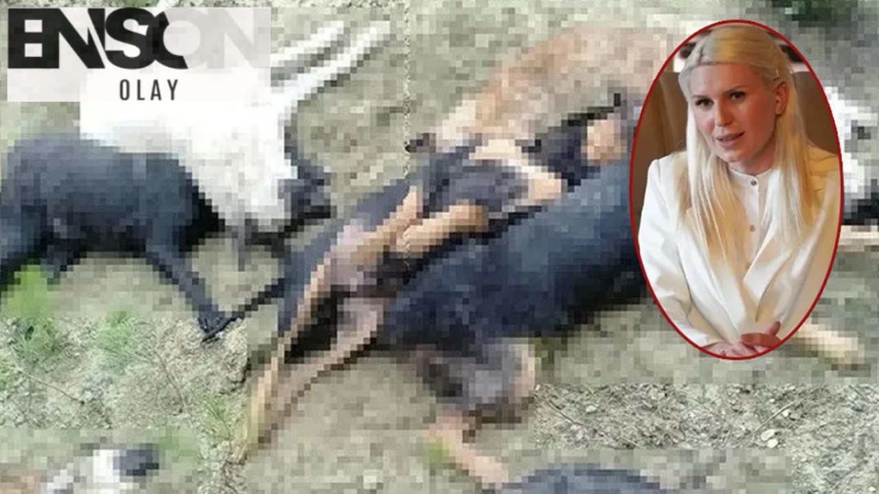 Bilecik Belediyesi Köpek Katliamı Skandalında Görüntüleri Sildirerek Şoke Etti