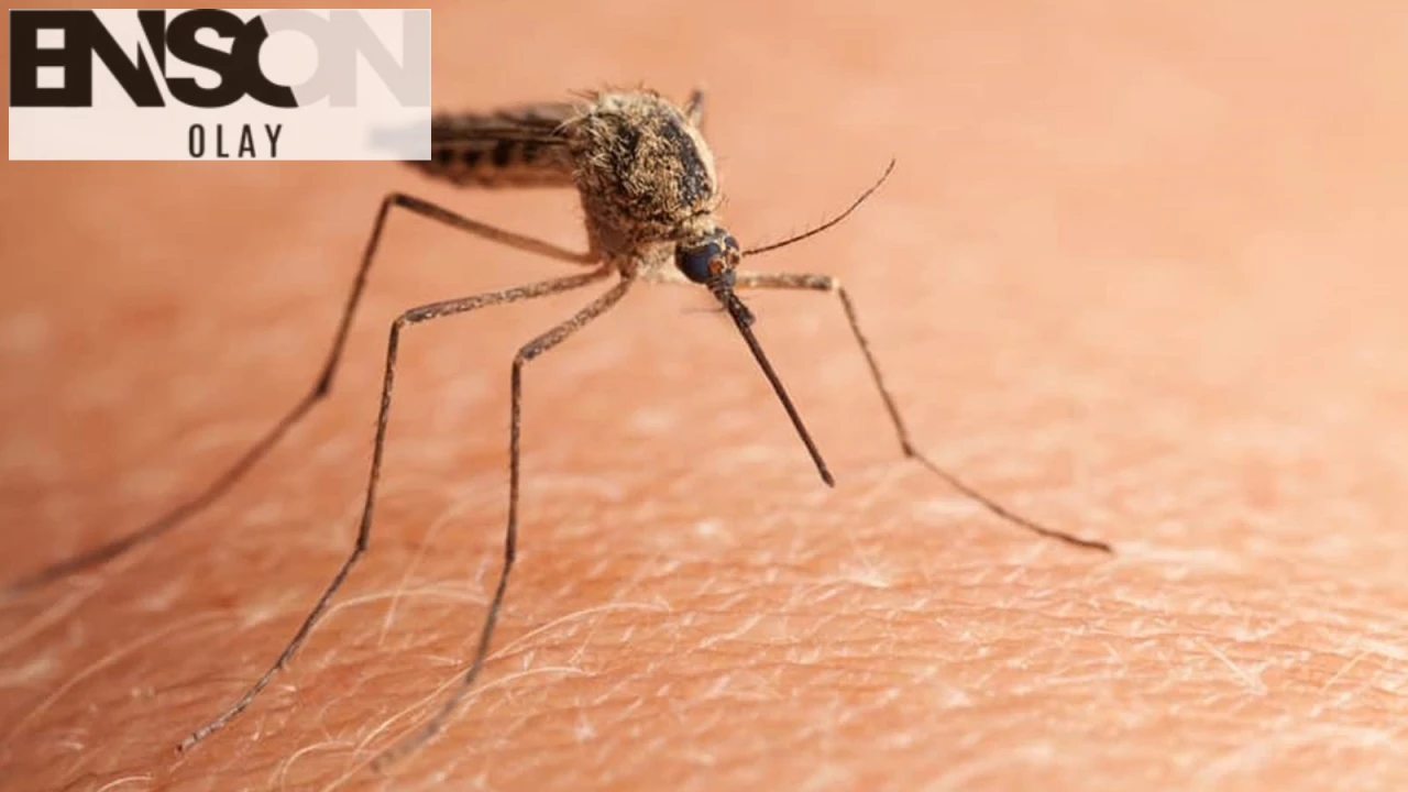 Çin'in Guangdong eyaletinde chikungunya virüsü salgını: 7 binden fazla vaka tespit edildi.