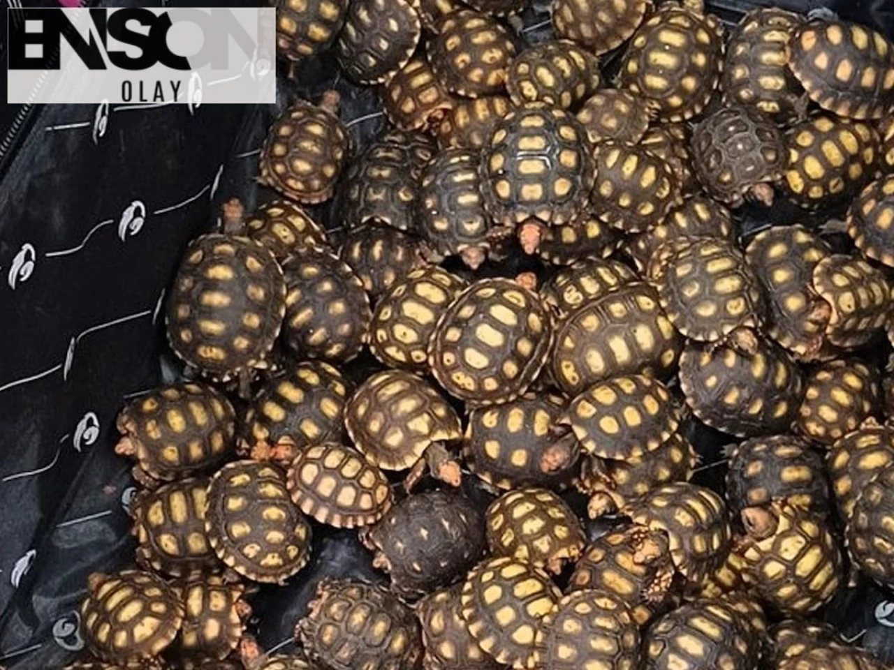 Yasa dışı sevkiyat: Otobüs valizinde 600 yavru kaplumbağa bulundu!
