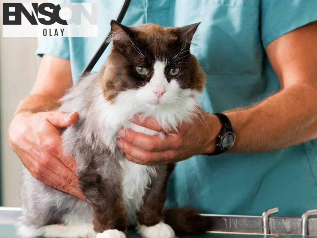 Sakarya'da Kedi Tüyü İddialarıyla Panik: Veteriner Hekim Açıkladı, Hayvan Sahiplerine Önemli Uyarı!