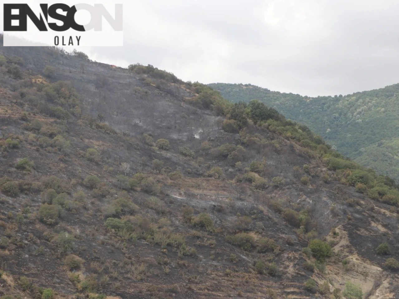 Tekirdağ'ın Şarköy ilçesindeki Orman Yangını Kontrol Altına Alındı, Yöneticiler Olayı Yerinde İnceledi