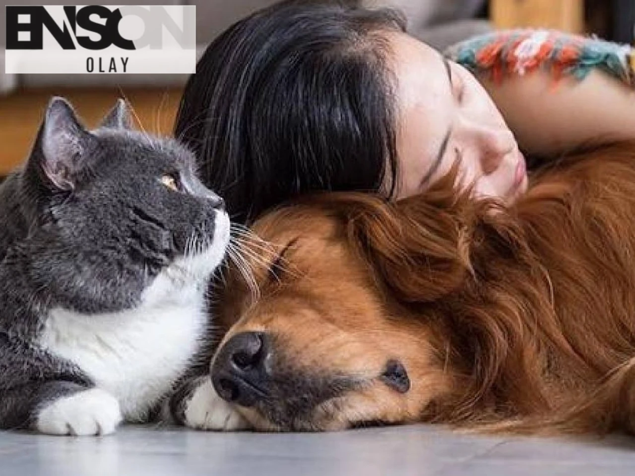 Köpeklerde Acı Belirtileri: Uzmanlar 7 İşareti Açıkladı!