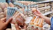 Yumurta fiyatları hızla düşmeye devam ediyor! Ramazan ve kuş gribi etkisi geride kaldı, fiyatlar düşüş trendine girdi.