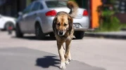 Başıboş köpek dehşeti: 76 dikişle kurtuldu! - TRHaber